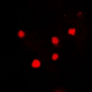 CPA1524-100ul - Histone H2A.x