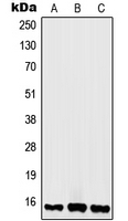 CPA1524-100ul - Histone H2A.x