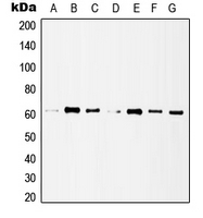 CPA1528-100ul - HDAC1