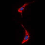 CPA1529-100ul - Neuregulin 1