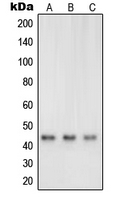 CPA1529-100ul - Neuregulin 1