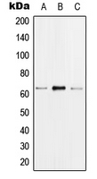 CPA1538-100ul - hnRNP-K / HNRNPK