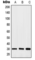 CPA1540-100ul - HOXA11/D11