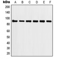 CPA1558-100ul - HSP90AA1 / HSP90 alpha