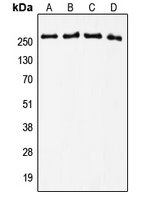 CPA1567-100ul - Tenascin / TNC / HXB