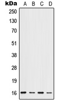 CPA1572-100ul - ID1 / BHLHB24