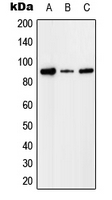 CPA1573-100ul - Complement factor I
