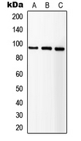 CPA1580-100ul - CD221 / IGF1R