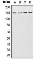 CPA1600-100ul - INCENP