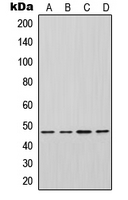 CPA1602-100ul - Inhibin beta A chain (INHBA)