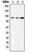 CPA1604-100ul - CD220 / INSR
