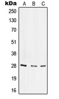 CPA1606-100ul - CD49f / ITGA6