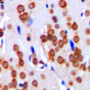 CPA1616-100ul - CD51 / ITGAV