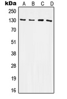 CPA1617-100ul - CD61 / ITGB3