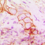 CPA1619-100ul - CD104 / Integrin beta-4