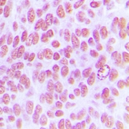 CPA1632-100ul - AP-1 / c-Jun