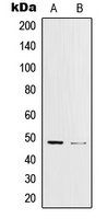 CPA1632-100ul - AP-1 / c-Jun