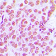 CPA1633-100ul - AP-1 / c-Jun
