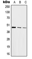 CPA1633-100ul - AP-1 / c-Jun