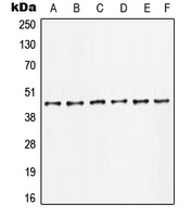 CPA1634-100ul - AP-1 / c-Jun
