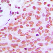 CPA1635-100ul - AP-1 / c-Jun