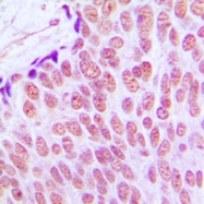 CPA1636-100ul - c-Jun