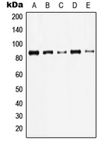 CPA1638-100ul - Junction plakoglobin