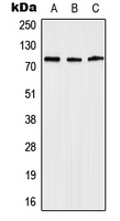 CPA1639-100ul - Anosmin-1