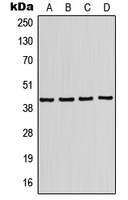CPA1650-100ul - KCNJ10