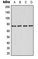 CPA1652-100ul - KCNQ1