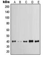 CPA1668-100ul - Cytokeratin 19