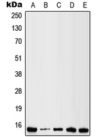 CPA1678-100ul - Galectin-1
