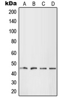 CPA1682-100ul - LHX1