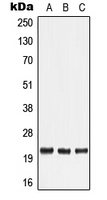 CPA1697-100ul - TNF-beta / Lymphotoxin-alpha