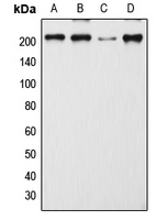CPA1699-100ul - CD205 / DEC-205