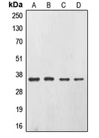 CPA1700-100ul - CD326 / EPCAM / TACSTD1