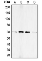 CPA1704-100ul - SMAD1