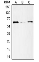 CPA1705-100ul - SMAD1