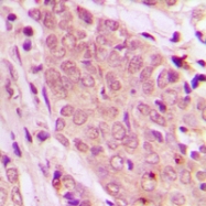 CPA1707-100ul - SMAD2/3