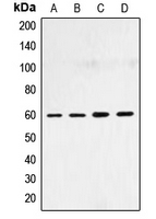 CPA1709-100ul - SMAD4