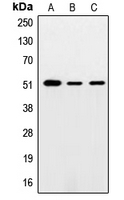 CPA1710-100ul - SMAD5