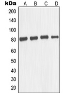 CPA1721-100ul - MAPT / TAU