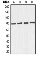 CPA1722-100ul - MAPT / TAU