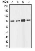 CPA1723-100ul - MAPT / TAU