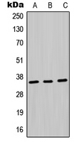 CPA1731-100ul - MDH1