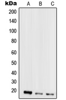 CPA1738-100ul - SCGB2A2 / PSBPC3