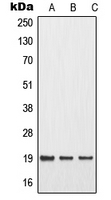 CPA1746-100ul - MMP-1