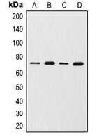 CPA1748-100ul - MMP-2