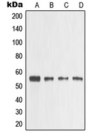 CPA1749-100ul - MMP-3