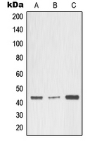 CPA1750-100ul - MMP-3